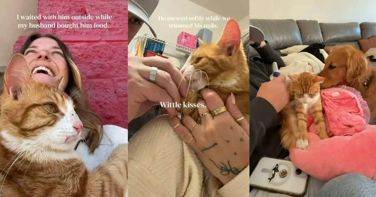 Cat Walks up to a Family on the Street Wanting Love & Isn’t Left Behind