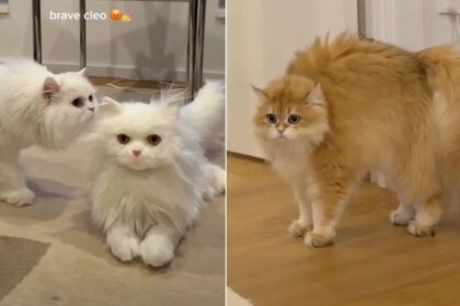 Cats Freeze in Their Tracks After Spotting a Fake Cat at Home