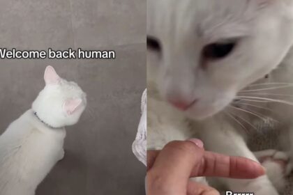 Deaf Cat Only Wakes up When She Smells Mom & Immediately Demands Pets