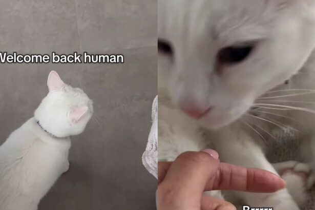 Deaf Cat Only Wakes up When She Smells Mom & Immediately Demands Pets