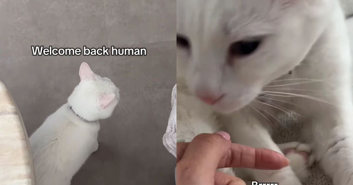 Deaf Cat Only Wakes up When She Smells Mom & Immediately Demands Pets