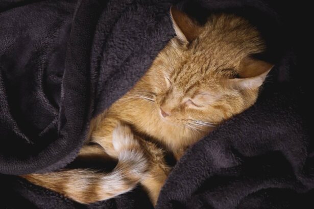 cat sleeping wrap in blanket