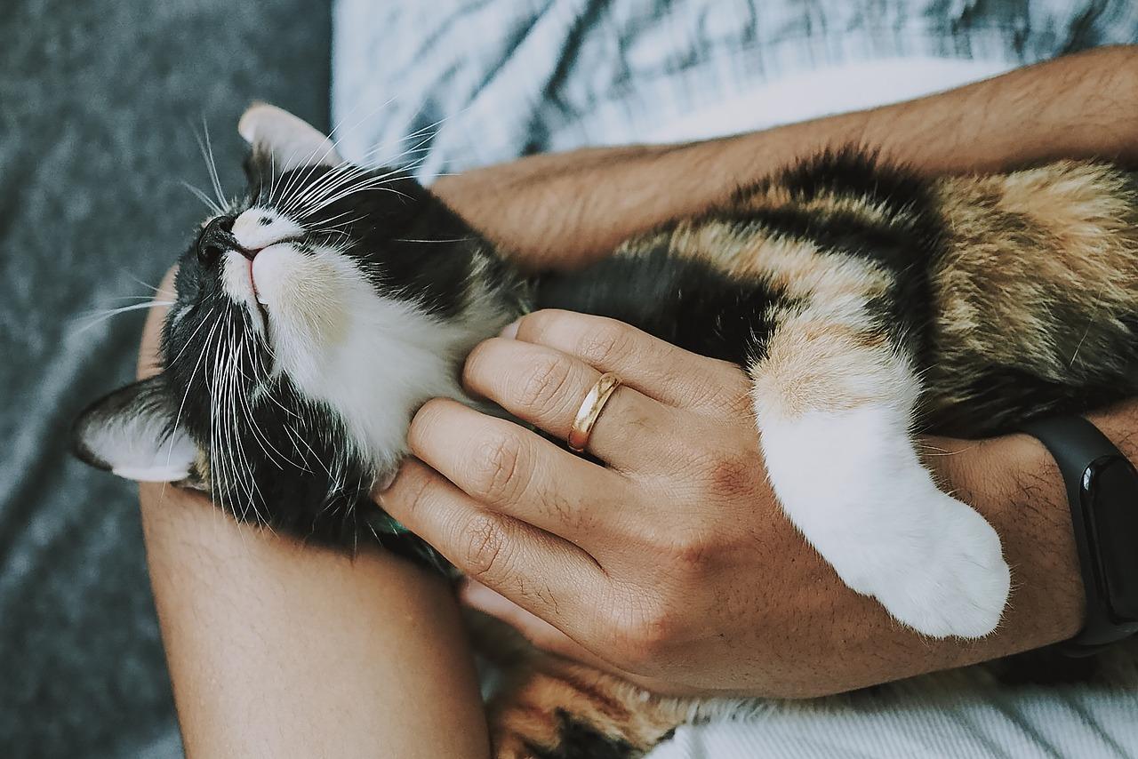 Sandra McCune from the Society for Companion Animal Studies (SCAS) considers how cats can help us de-stress and feel calm