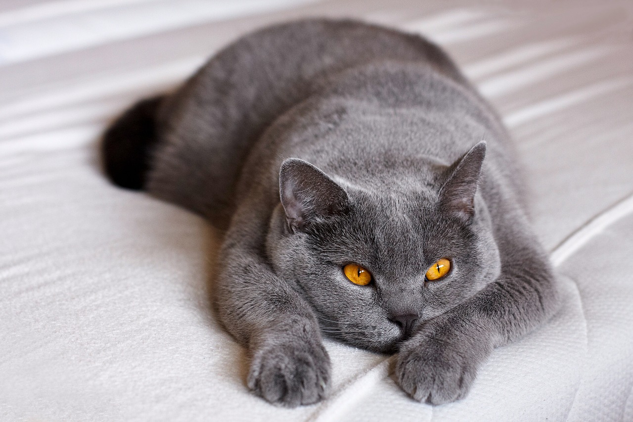 7 Cat Breeds with the Shortest Tails
