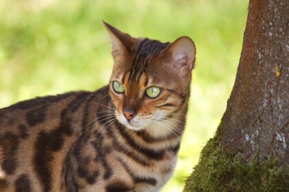 6 Cat Breeds That Thrive in Warm Climates