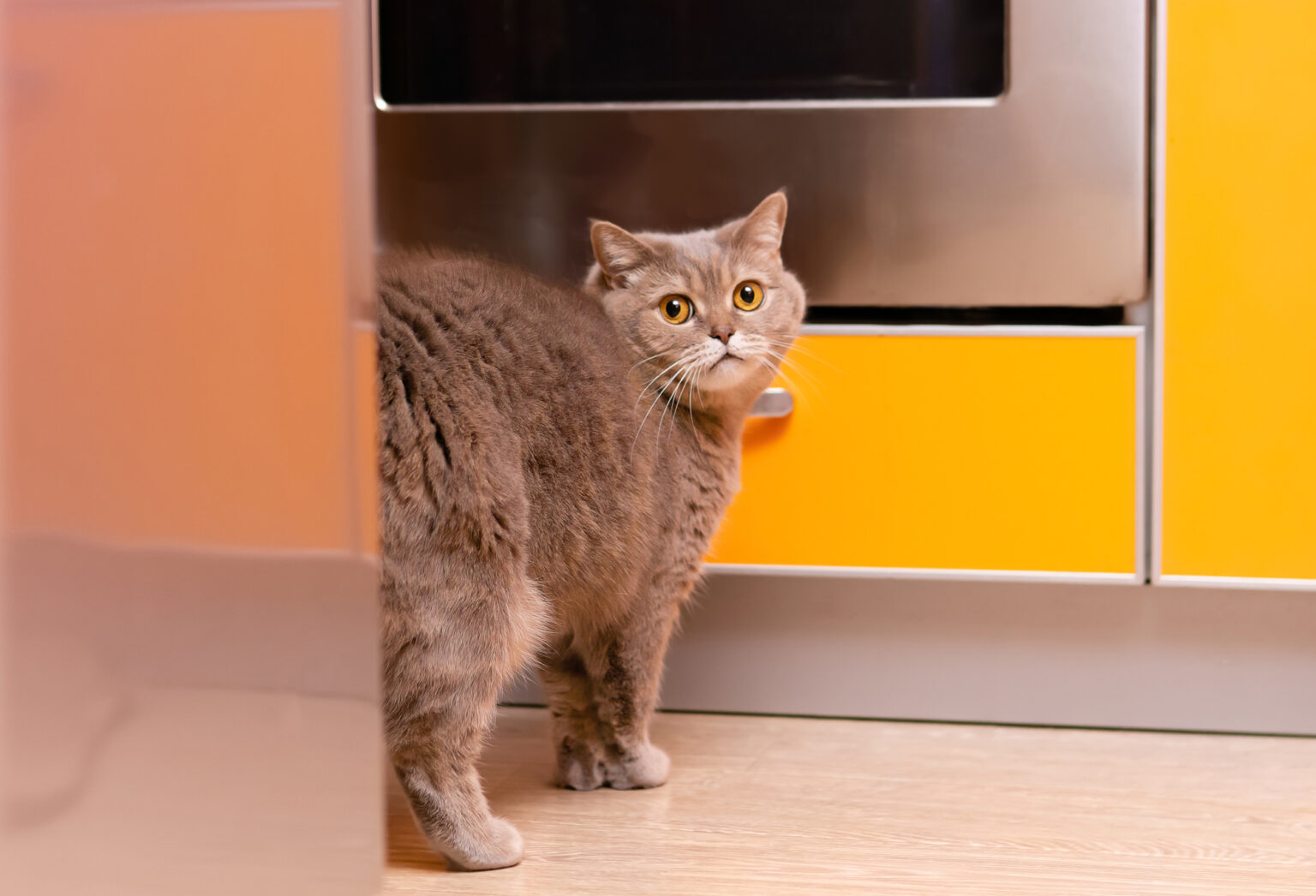 Do Female Cats Spray? What You Need to Know About Cat Spraying