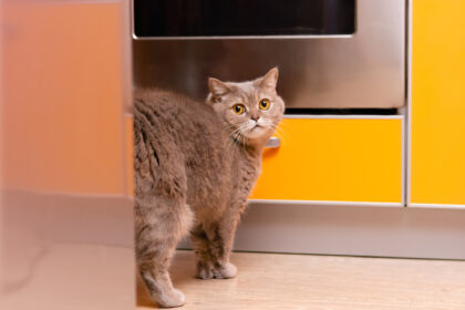 Do Female Cats Spray? What You Need to Know About Cat Spraying