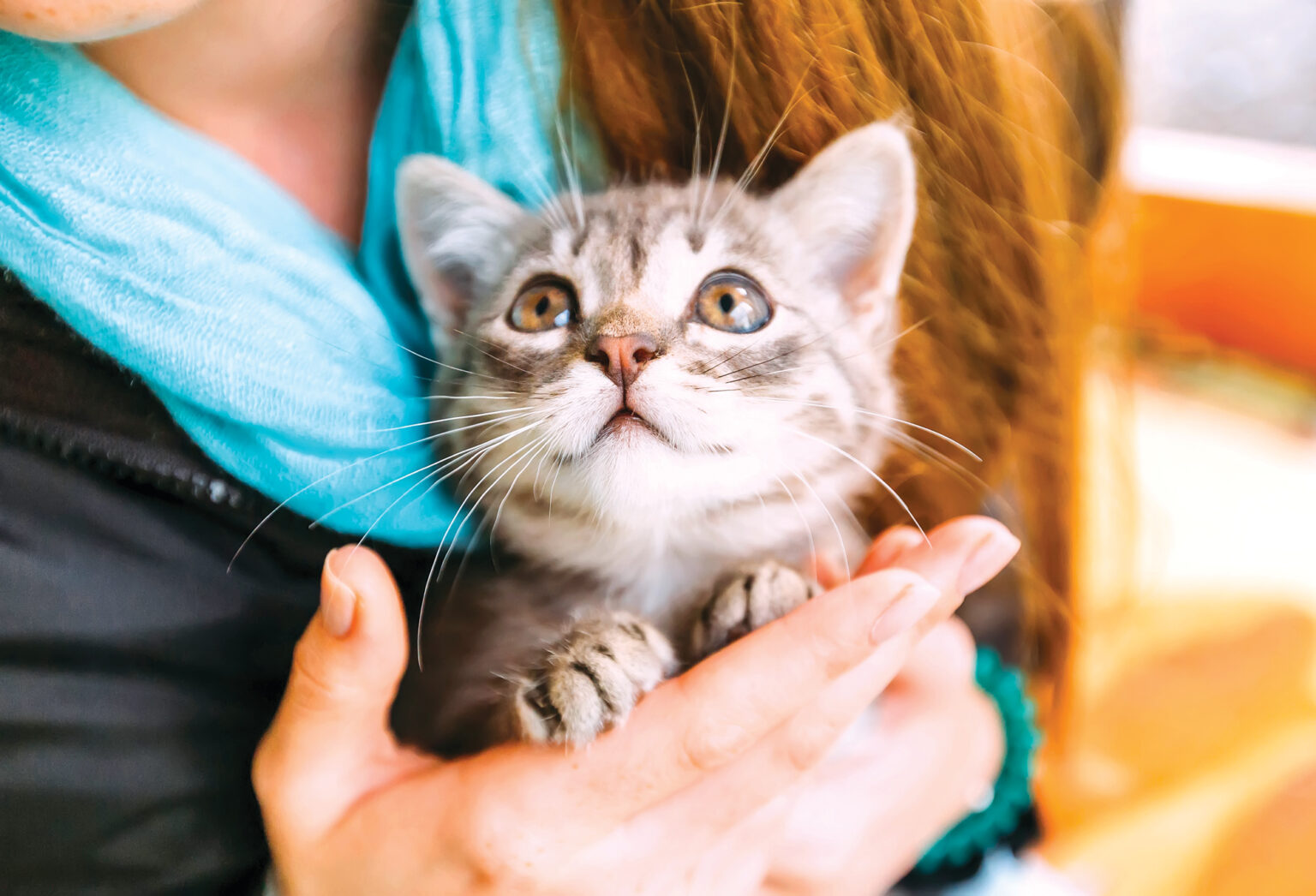 Do Cats Like Baby Talk? What Science Says About Your Voice