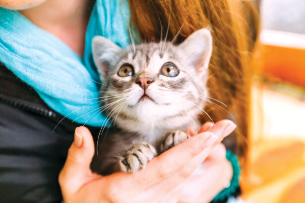 Do Cats Like Baby Talk? What Science Says About Your Voice