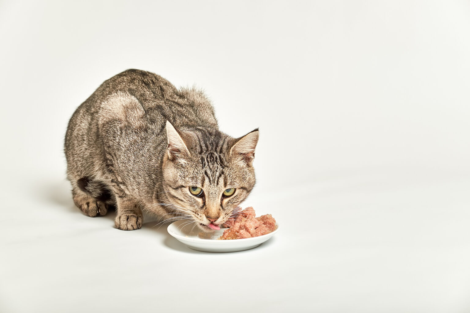 Best Wet Cat Food of 2024