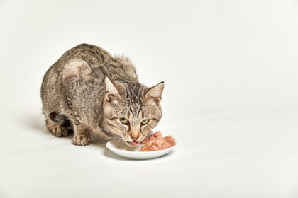 Best Wet Cat Food of 2024