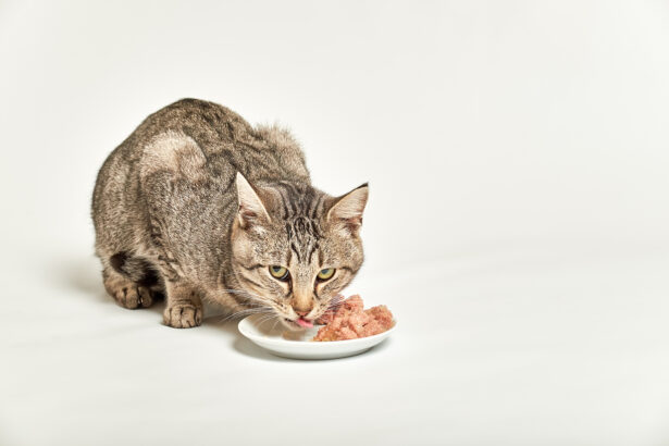 Best Wet Cat Food of 2024