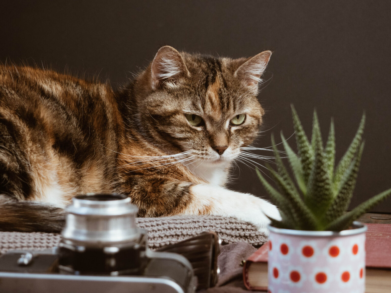 Pet-Safe Houseplants: A Guide to Non-Toxic Plants for Your Home