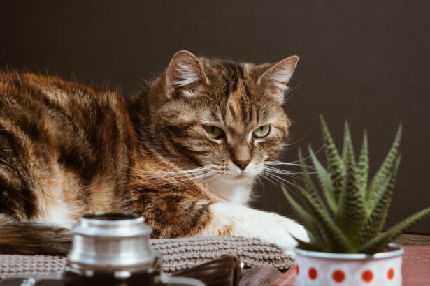 Pet-Safe Houseplants: A Guide to Non-Toxic Plants for Your Home