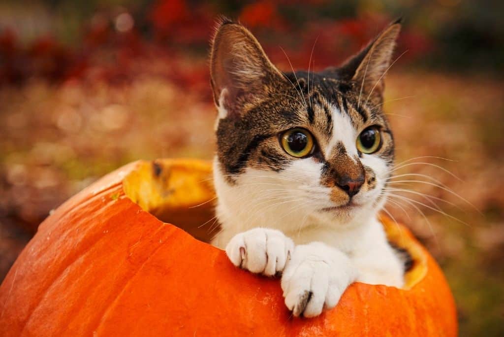 Can Cats Eat Pumpkin? (+ Pumpkin Cat Food Recipes)