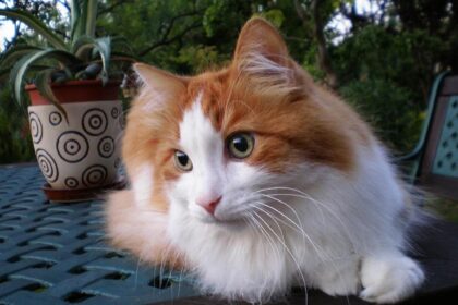 10 Cat Breeds with the Softest Fur