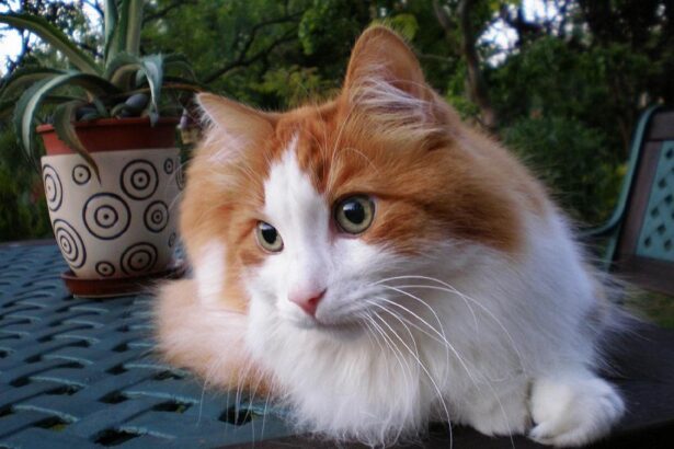10 Cat Breeds with the Softest Fur