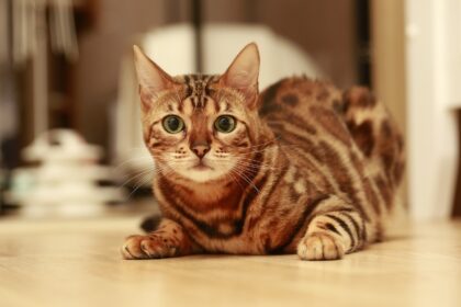 10 Cat Breeds with the Most Expressive Faces