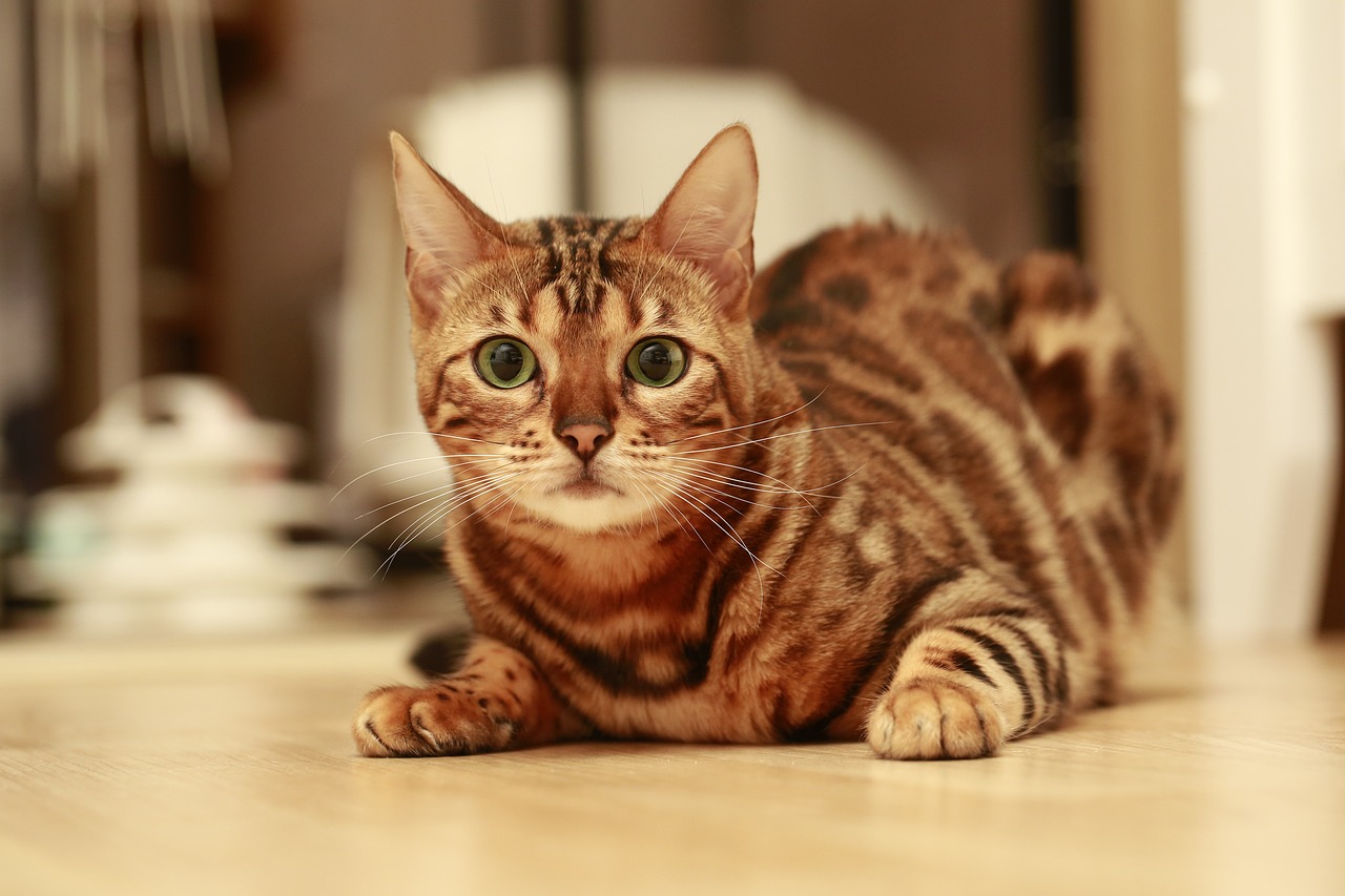10 Cat Breeds with the Most Expressive Faces