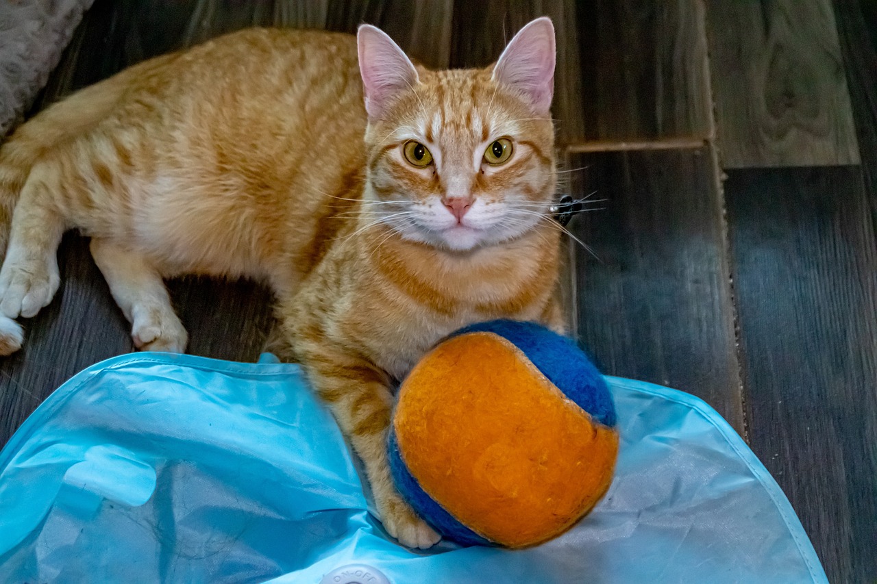 The Science Behind Cats' Fascination with Small, Moving Objects