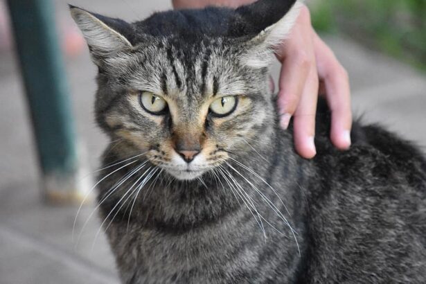 How Cat Enclosures Can Prevent Accidents and Keep Your Cat Safe