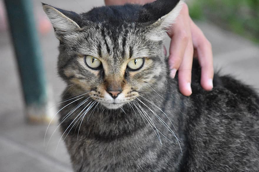 How Cat Enclosures Can Prevent Accidents and Keep Your Cat Safe