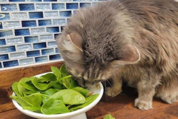 Is Plant Protein Good for Cats?