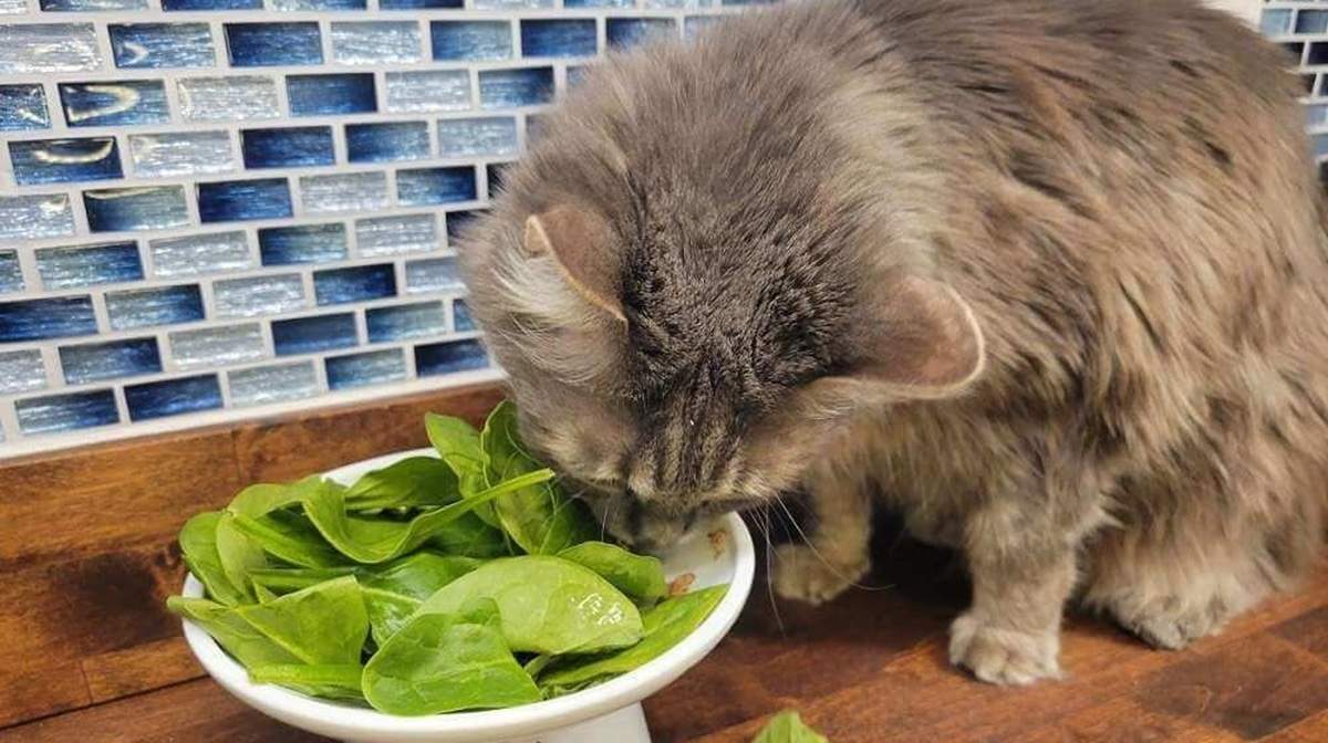 Is Plant Protein Good for Cats?