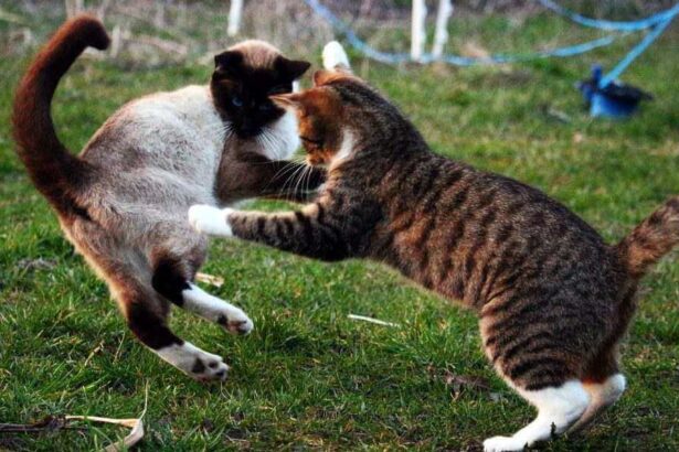 The image seems to depict a cat displaying signs of aggression or discomfort towards another cat.