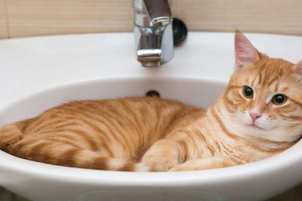 The image portrays a cat exploring the bathroom environment, with its attention directed towards the toilet and sink.
