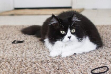 Cat lounging on a brown shag carpet, encompassed by black hair ties