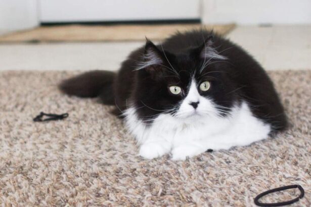 Cat lounging on a brown shag carpet, encompassed by black hair ties