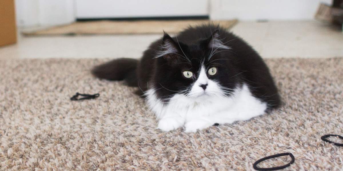 Cat lounging on a brown shag carpet, encompassed by black hair ties