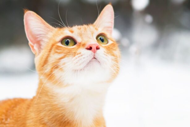 cat looking at snow