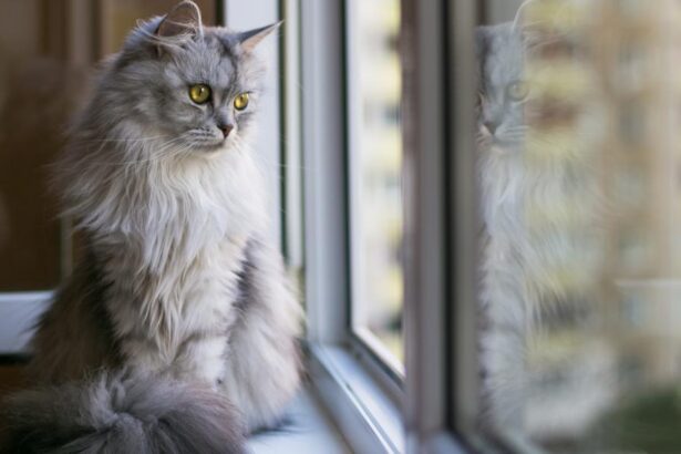 A cat looking out of a window, observing the outside world with curiosity.