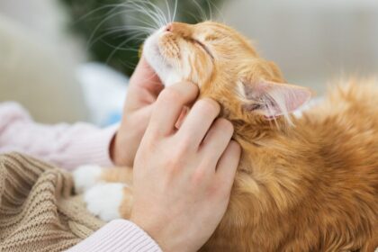 A cat displaying affection and love towards its owner, emphasizing the bond between cats and their human caregivers.