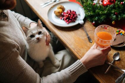cat on man’s lap, at festive dinner table