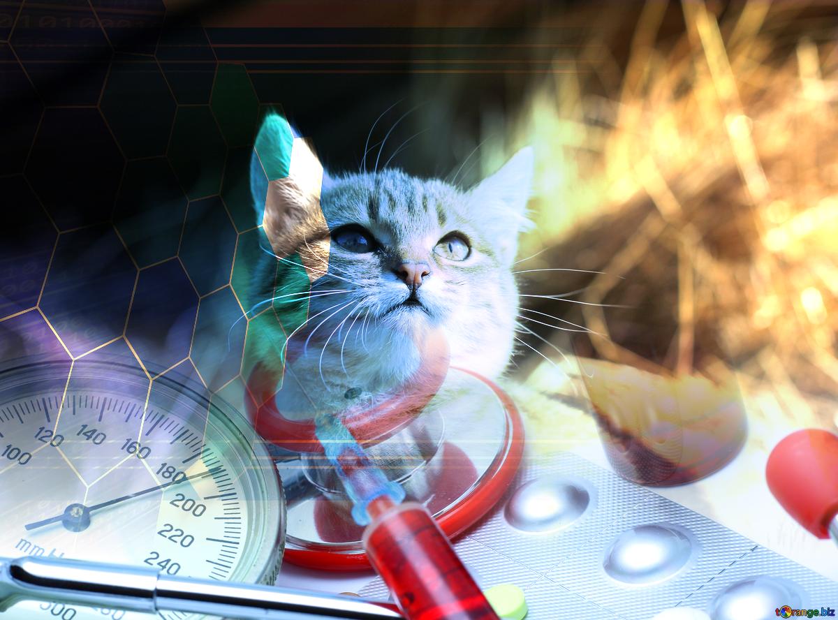 Chronic Kidney Disease in Cats and how to prevent it