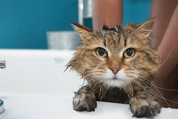 How do I introduce my kitten to water?