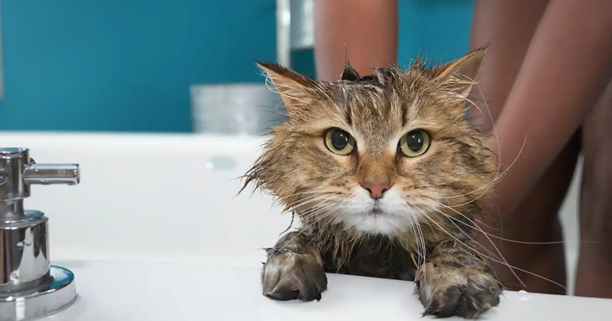 How do I introduce my kitten to water?
