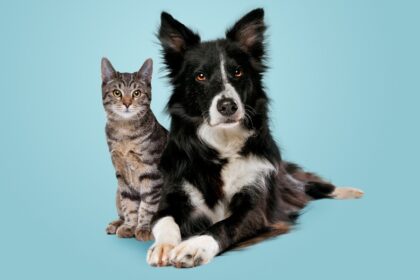 Illustration showcasing the intelligence of cats, emphasizing their problem-solving abilities and cognitive prowess.