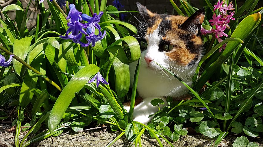 Spring Safety Tips for Pet Owners: Poisonous Plants, Bees, and Fungi to Watch Out For