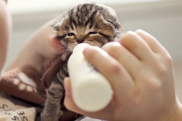 Nurseries Give Newborn Kittens A New Chance At Life