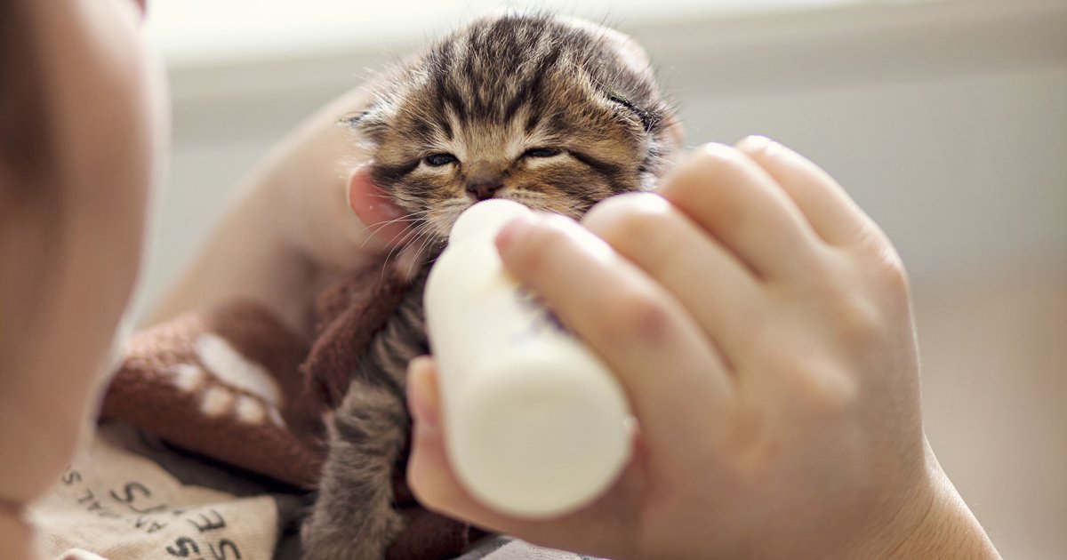 Nurseries Give Newborn Kittens A New Chance At Life