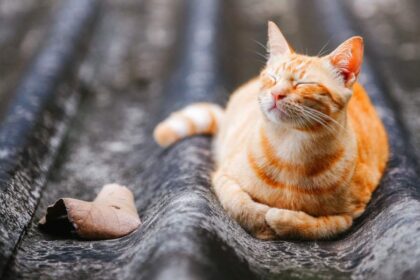 ginger cat laying on roof