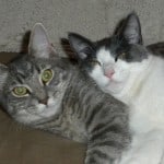 Featured soul cats: Violet and Giro