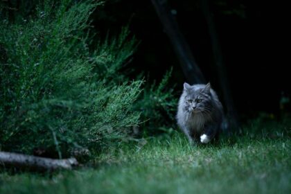 gray longhair cat prowling outside at night