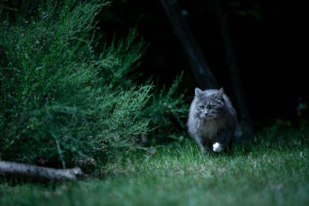 gray longhair cat prowling outside at night