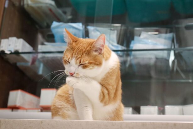 grooming orange cat