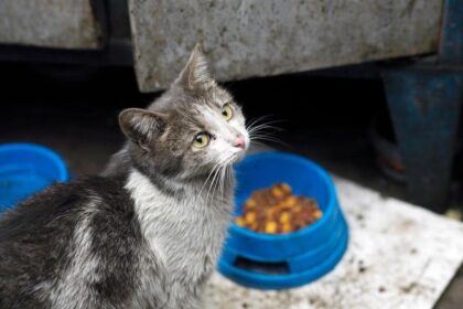 Should I Feed This Cat? A Guide to Feral, Stray, & Neighborhood Cats
